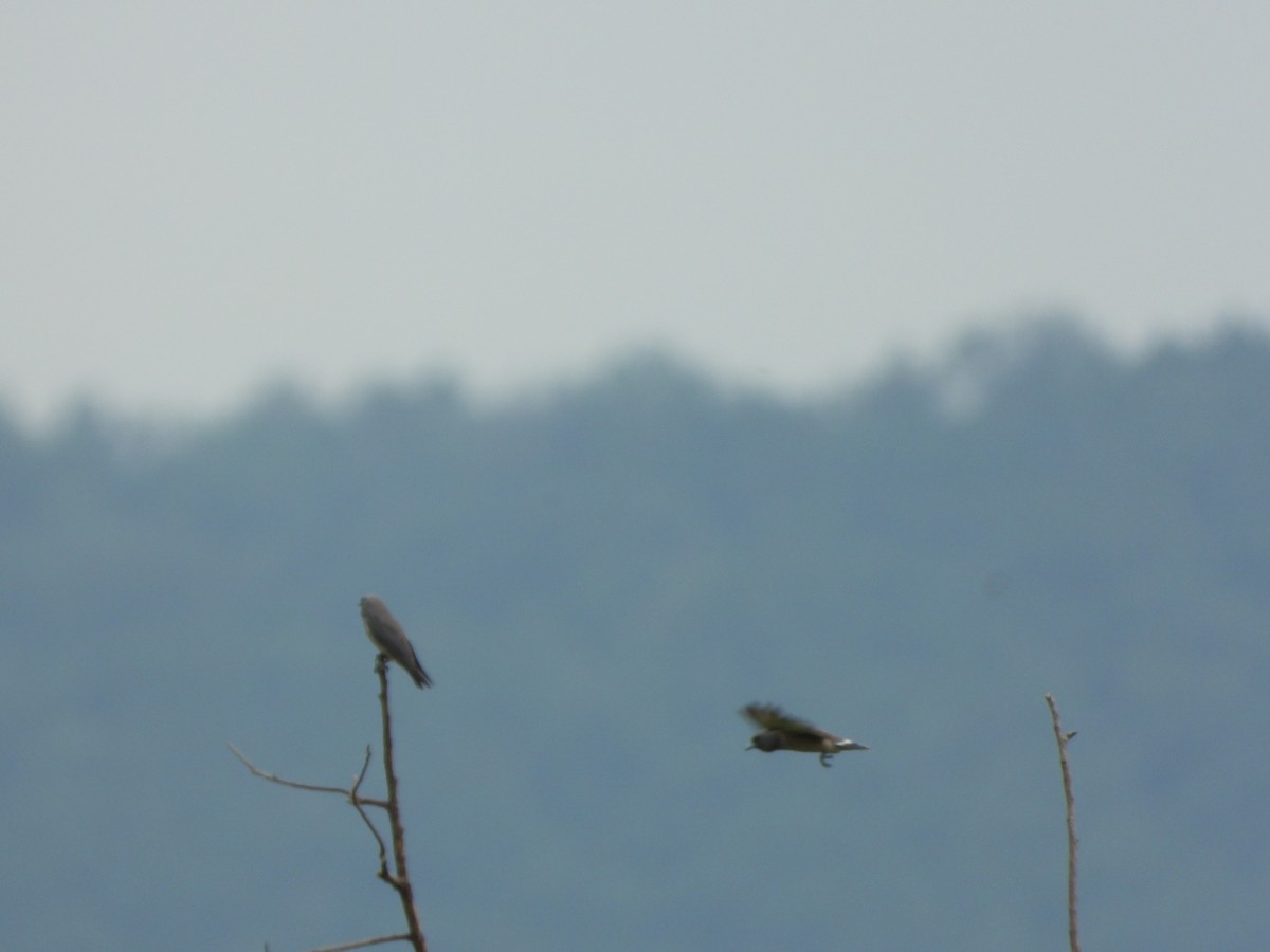 Ashy Woodswallow - ML638387325
