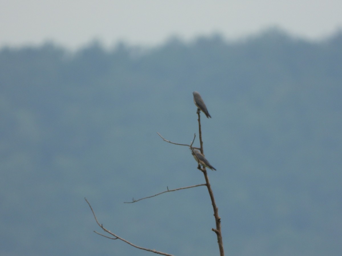 Ashy Woodswallow - ML638387328