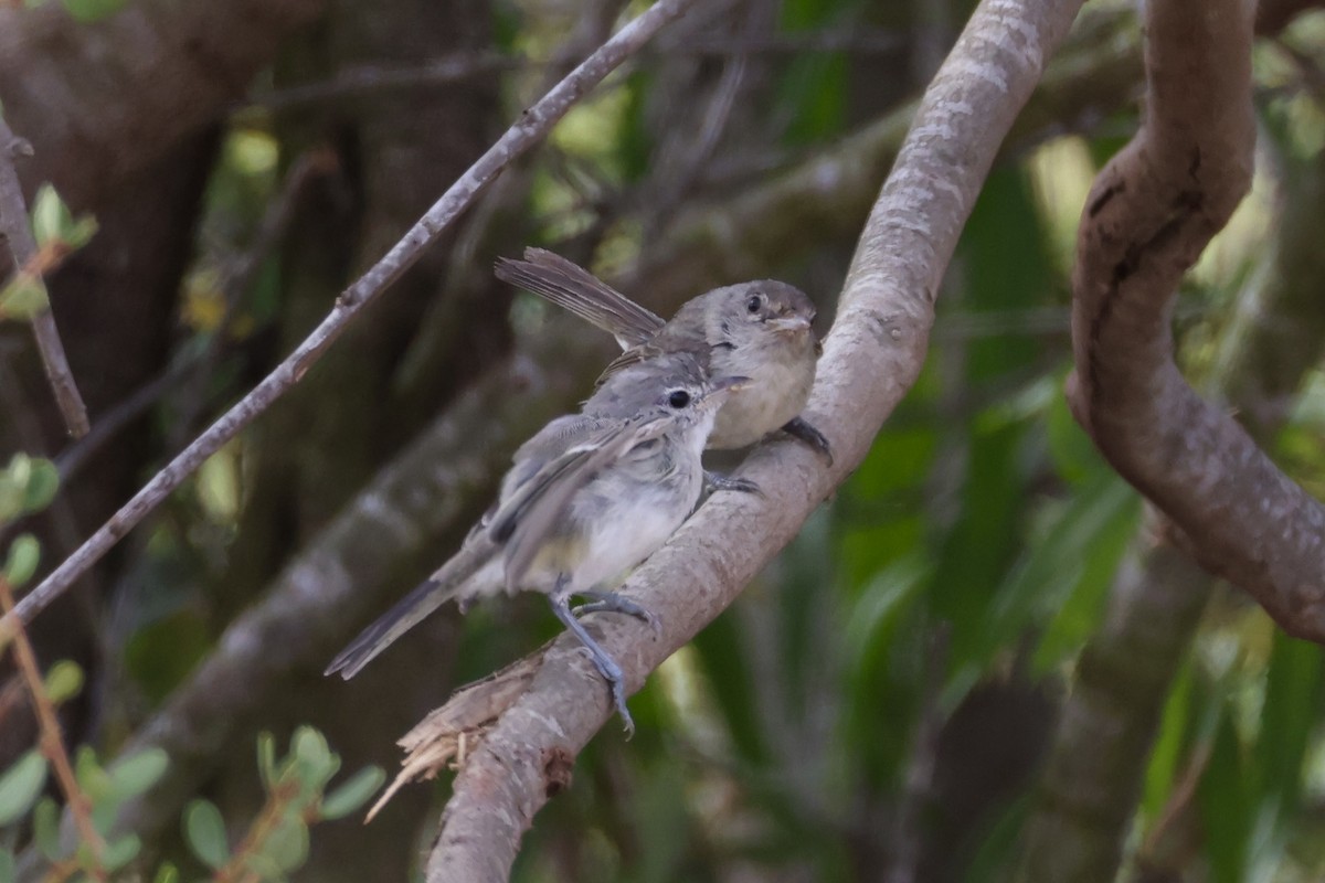 Bell's Vireo - ML638387352