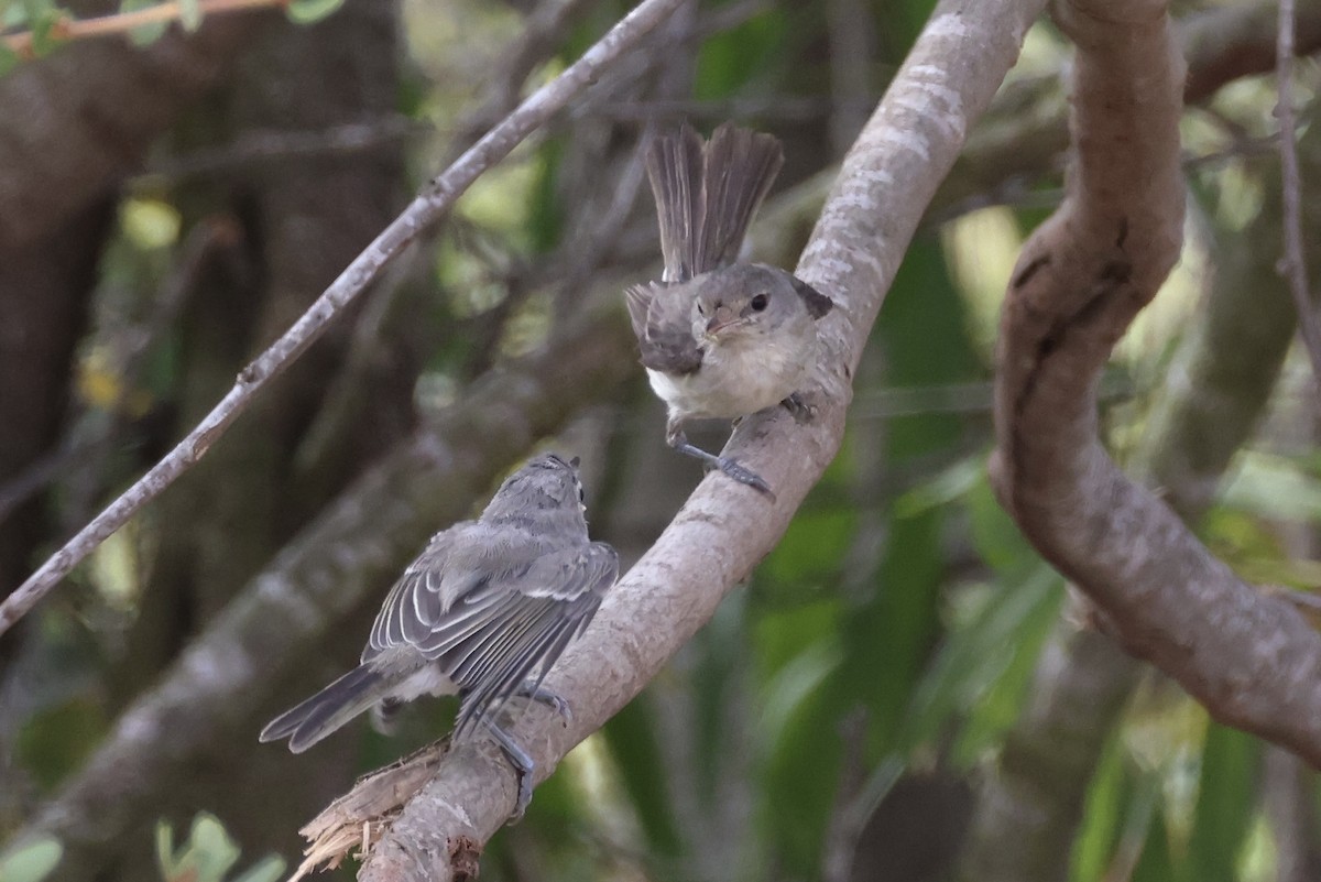Bell's Vireo - ML638387353