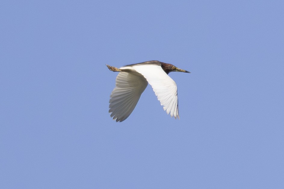 Chinese Pond-Heron - ML638387354