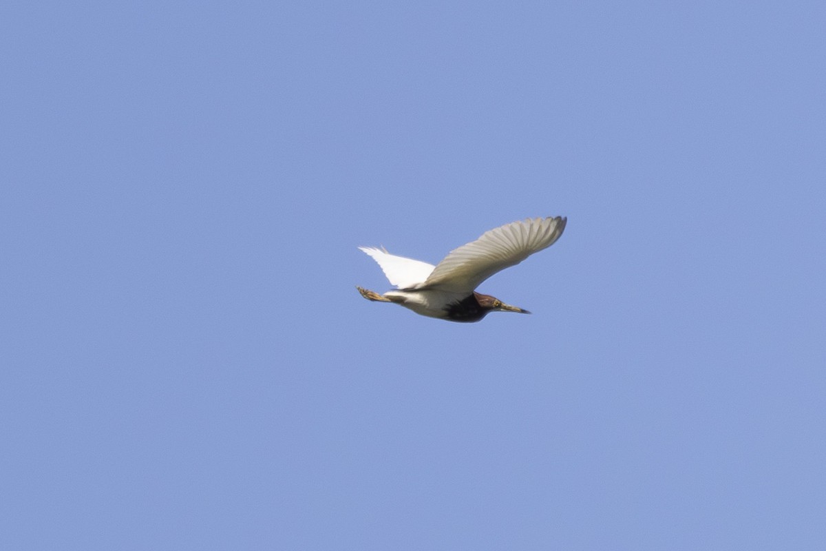 Chinese Pond-Heron - ML638387355