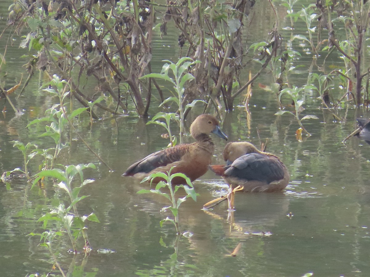 Lesser Whistling-Duck - ML638387362