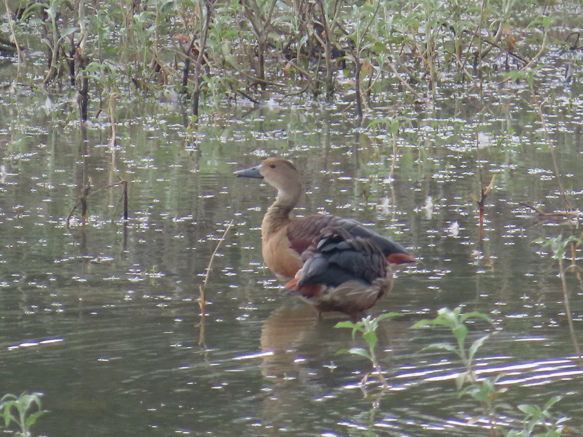 Lesser Whistling-Duck - ML638387363