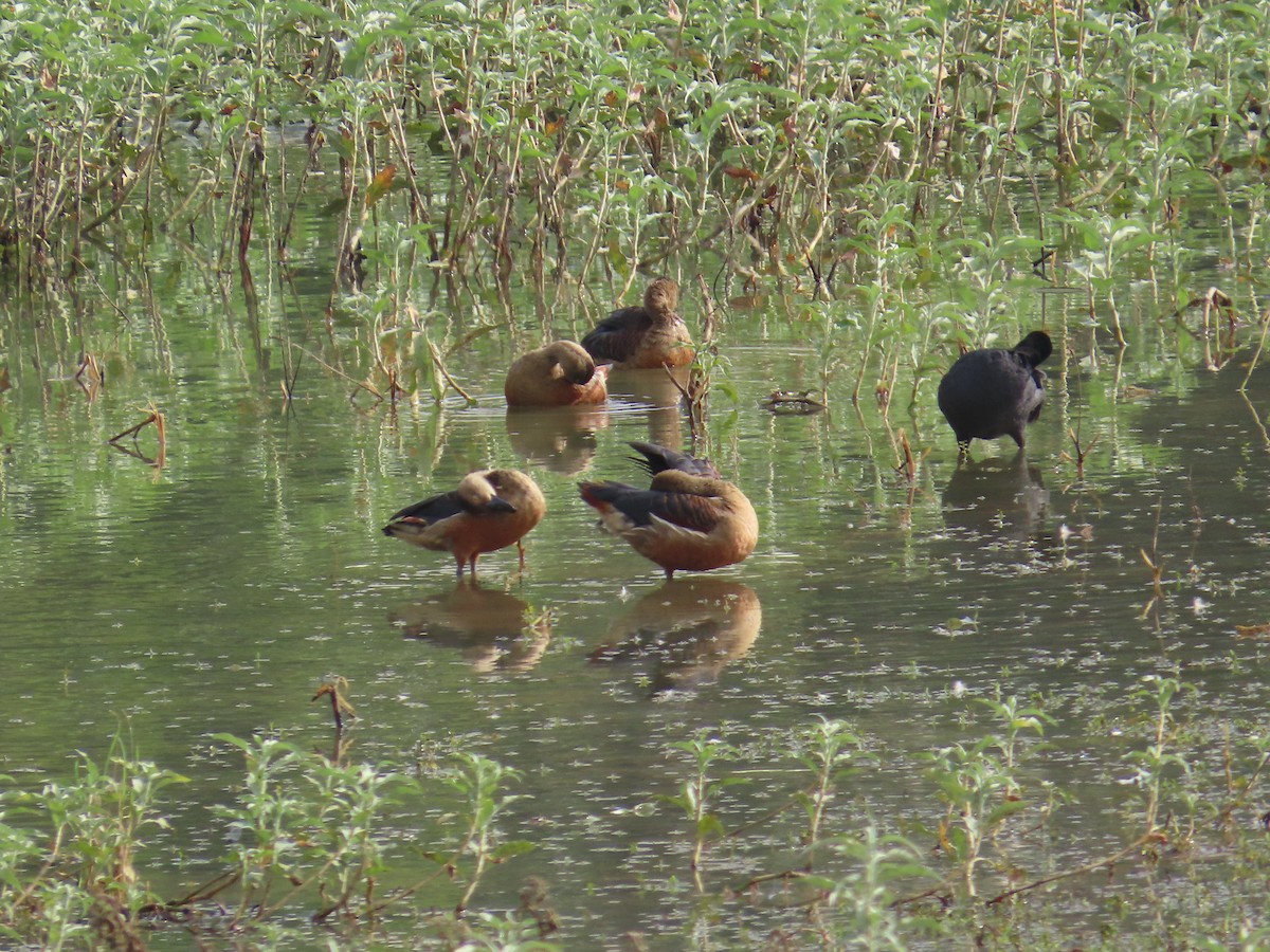 Lesser Whistling-Duck - ML638387364