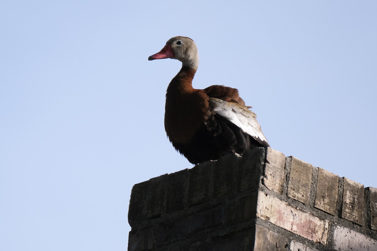 Black-bellied Whistling-Duck - ML638387366