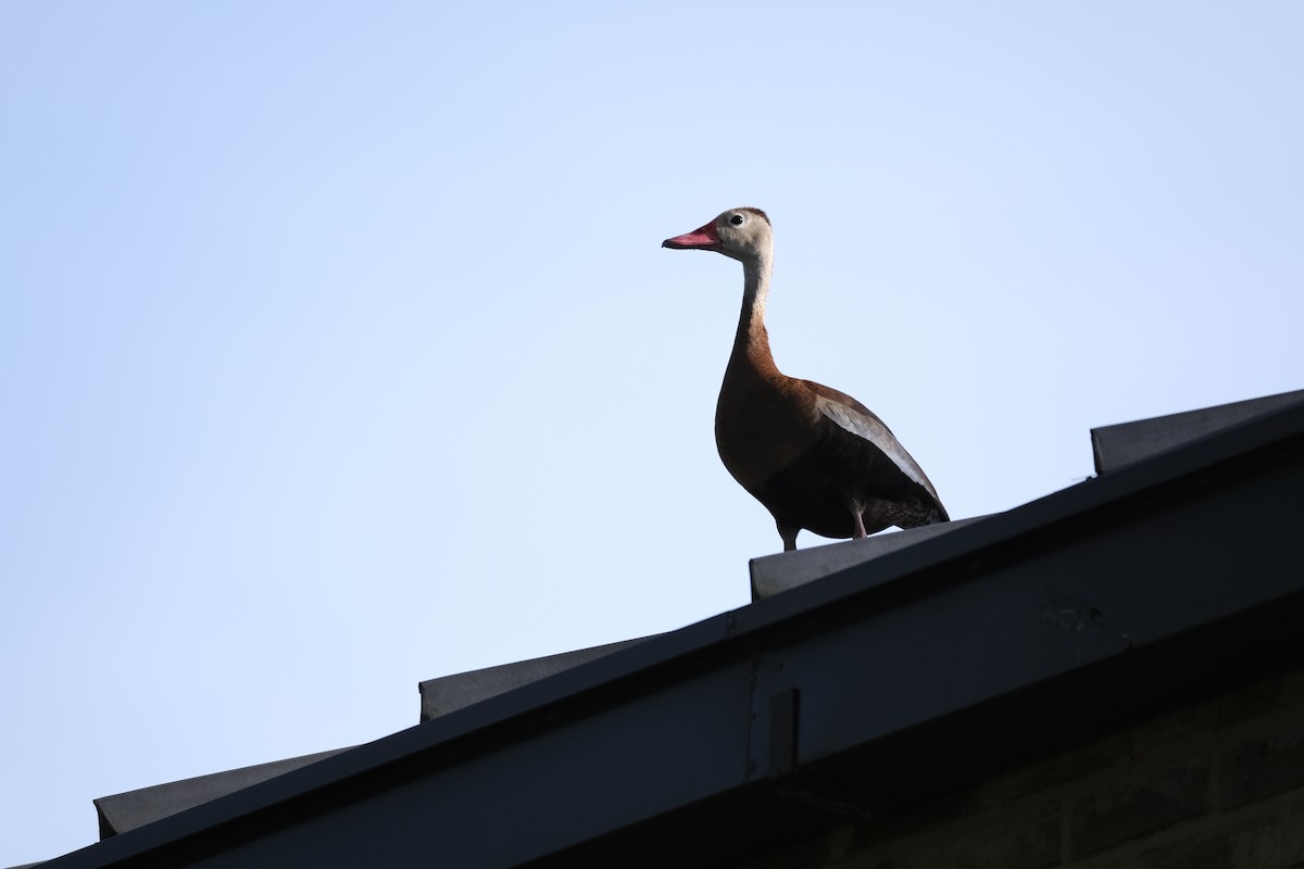 Black-bellied Whistling-Duck - ML638387367
