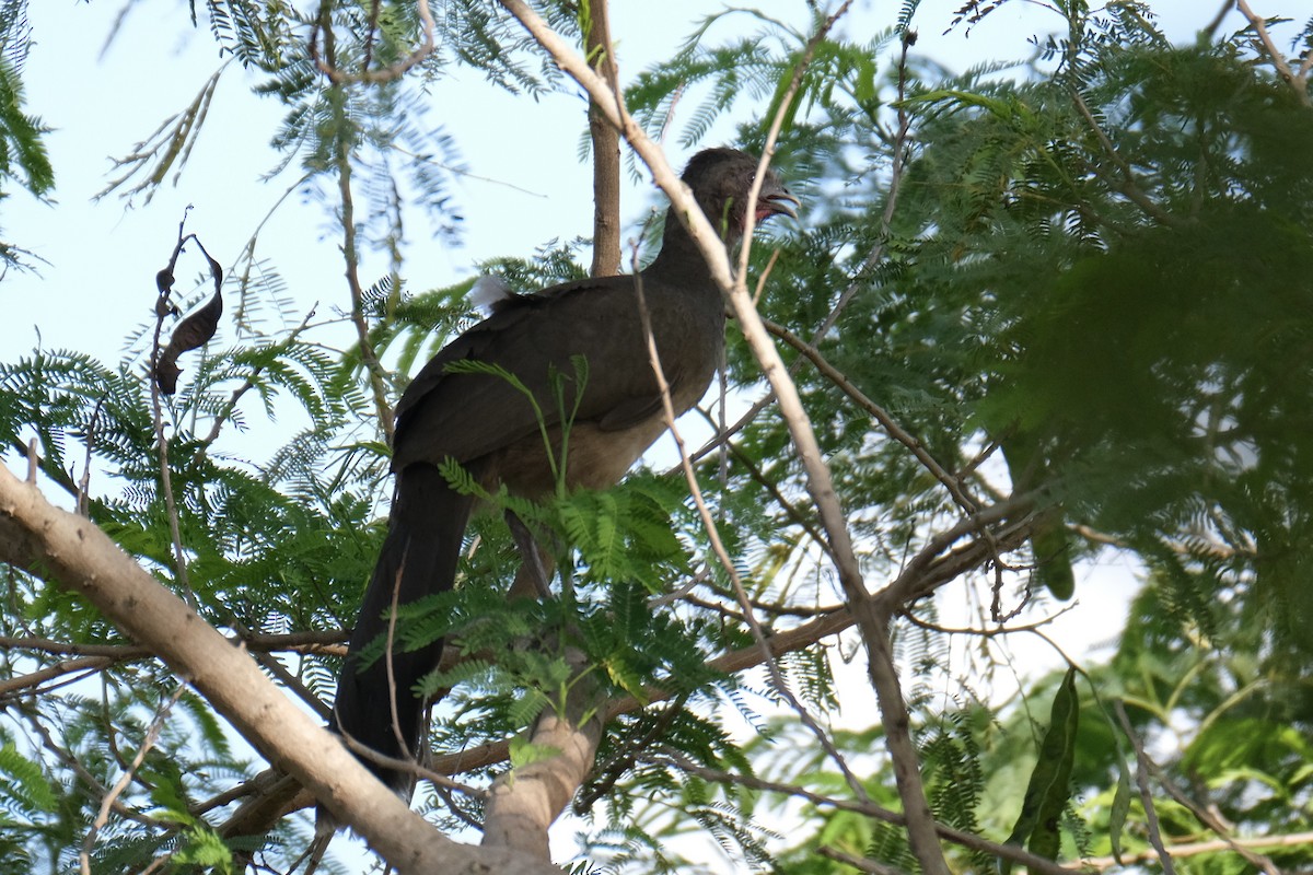 Plain Chachalaca - ML638387382