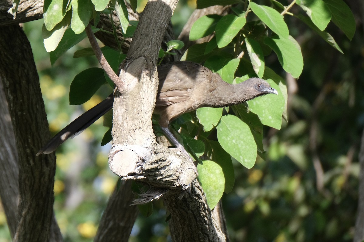Plain Chachalaca - ML638387383