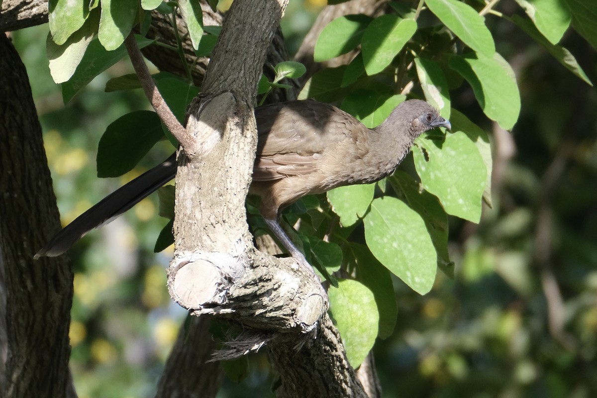 Plain Chachalaca - ML638387384