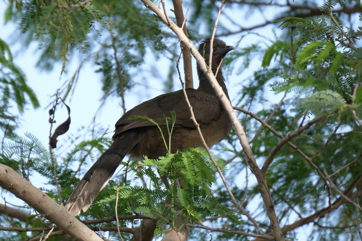Plain Chachalaca - ML638387385