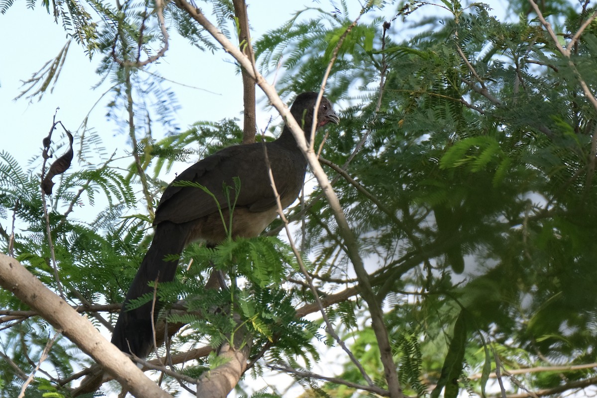 Plain Chachalaca - ML638387386