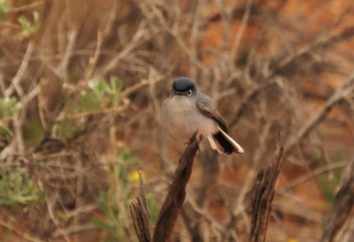 Blue-gray Gnatcatcher - ML638387418