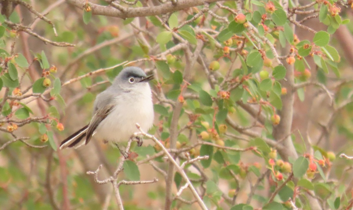Blue-gray Gnatcatcher - ML638387419