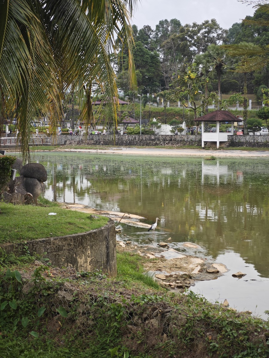 Asian Openbill - ML638387420