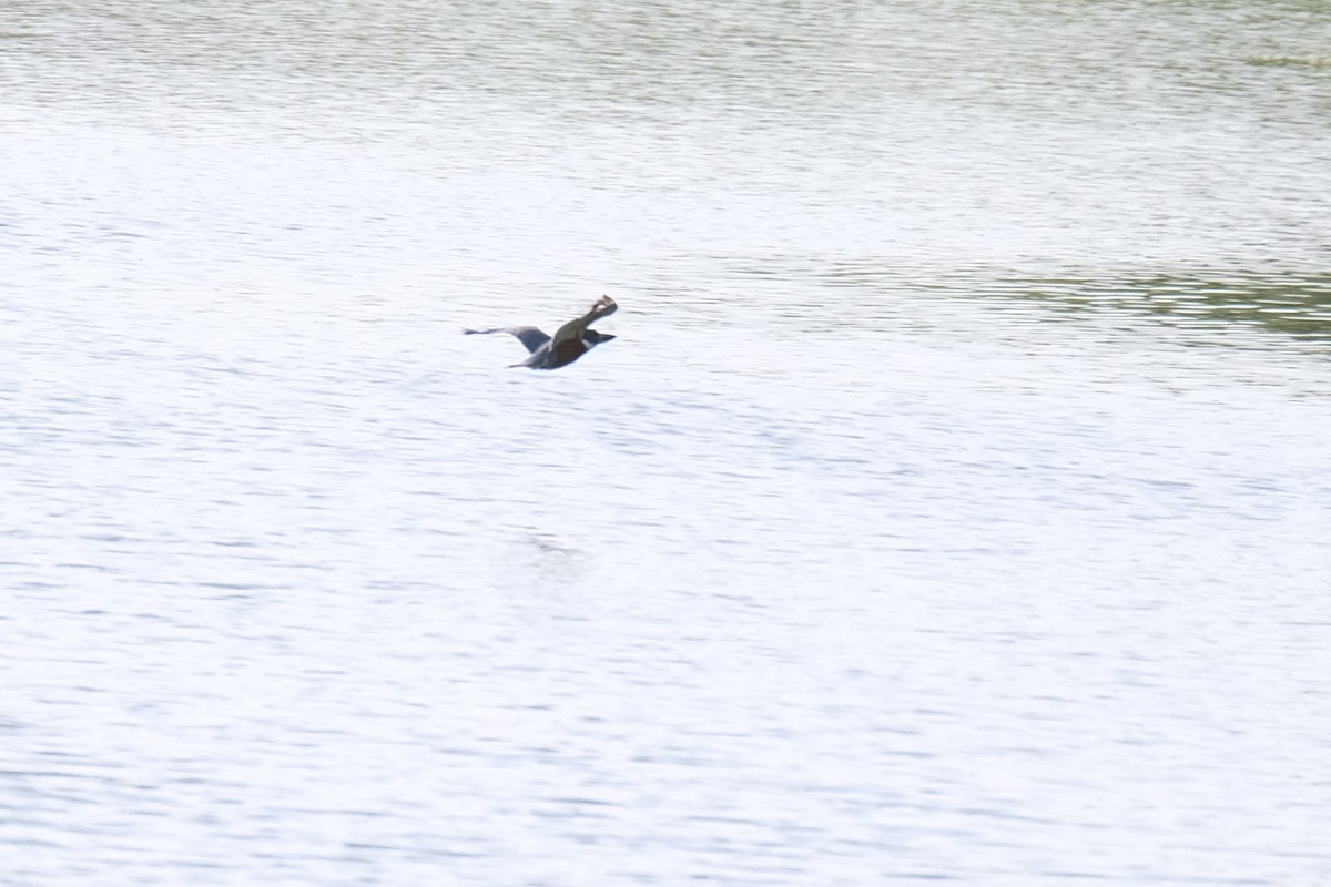 Ringed Kingfisher - ML638387421