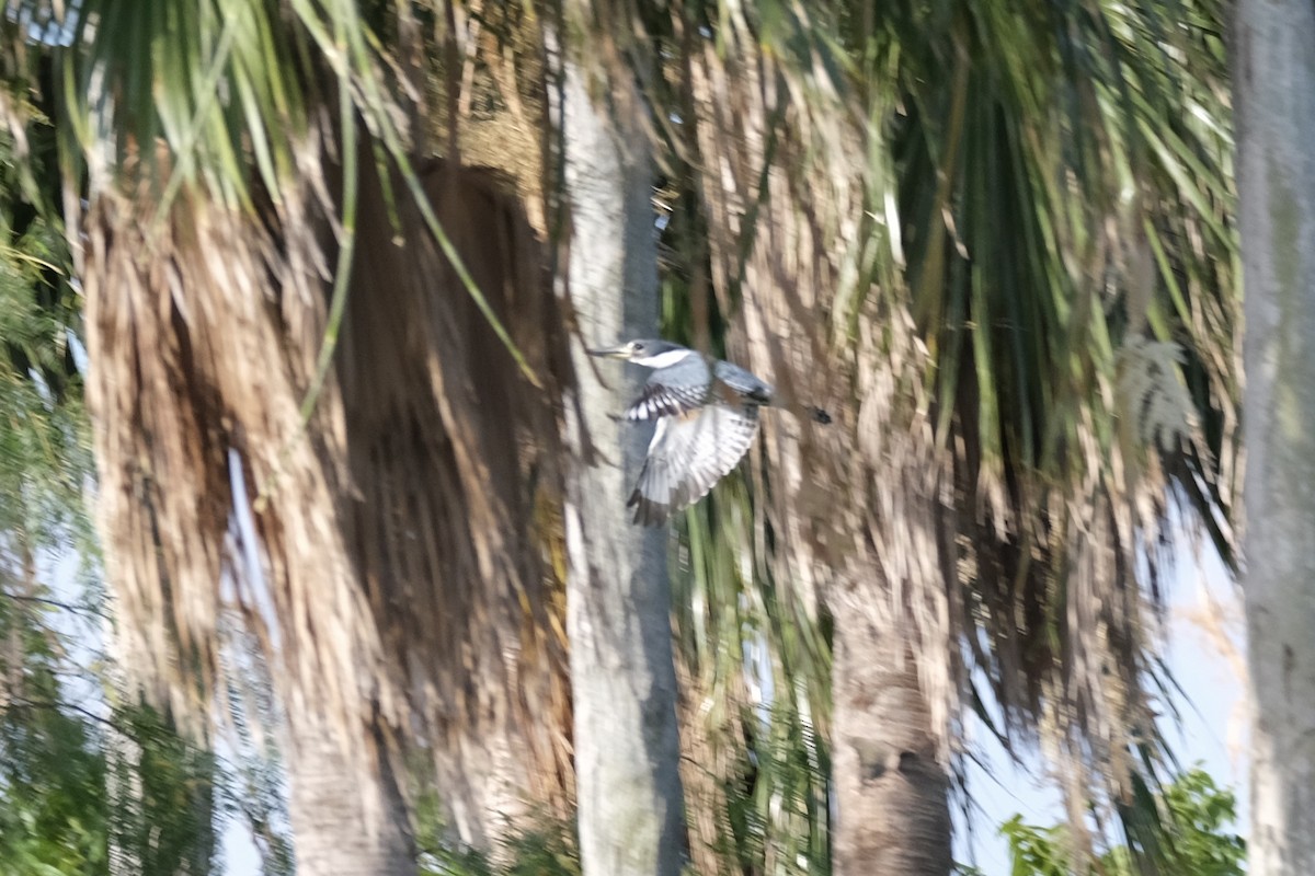 Ringed Kingfisher - ML638387422