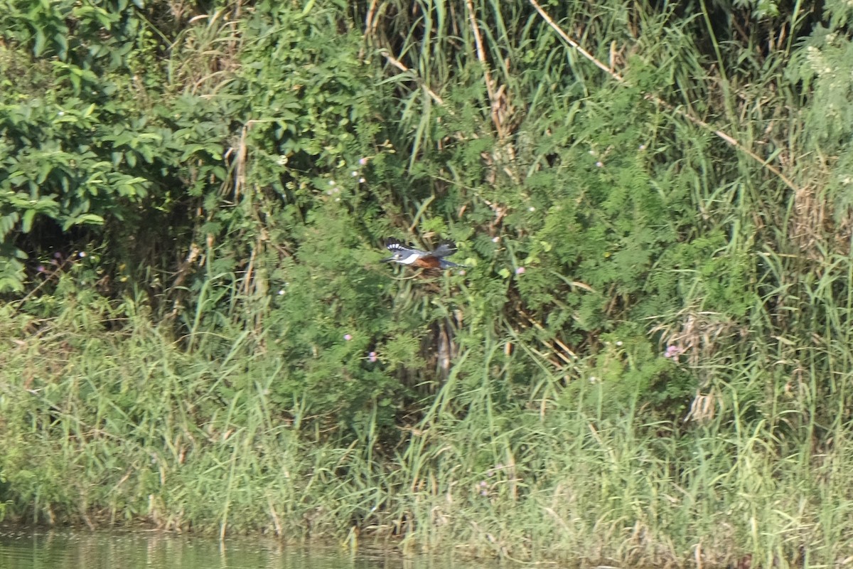 Ringed Kingfisher - ML638387426