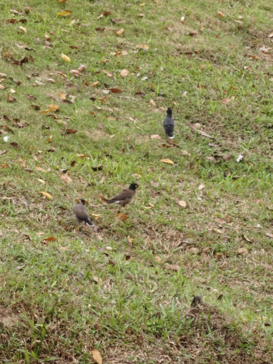 Common Myna - ML638387435
