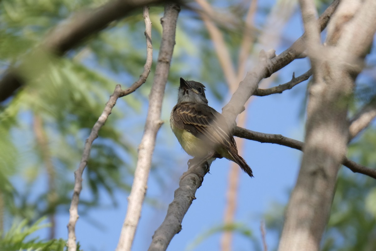 Brown-crested Flycatcher - ML638387452