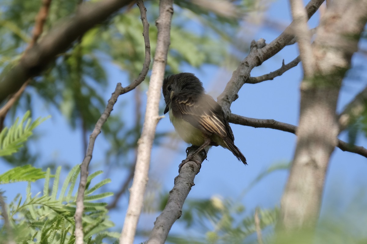 Brown-crested Flycatcher - ML638387453