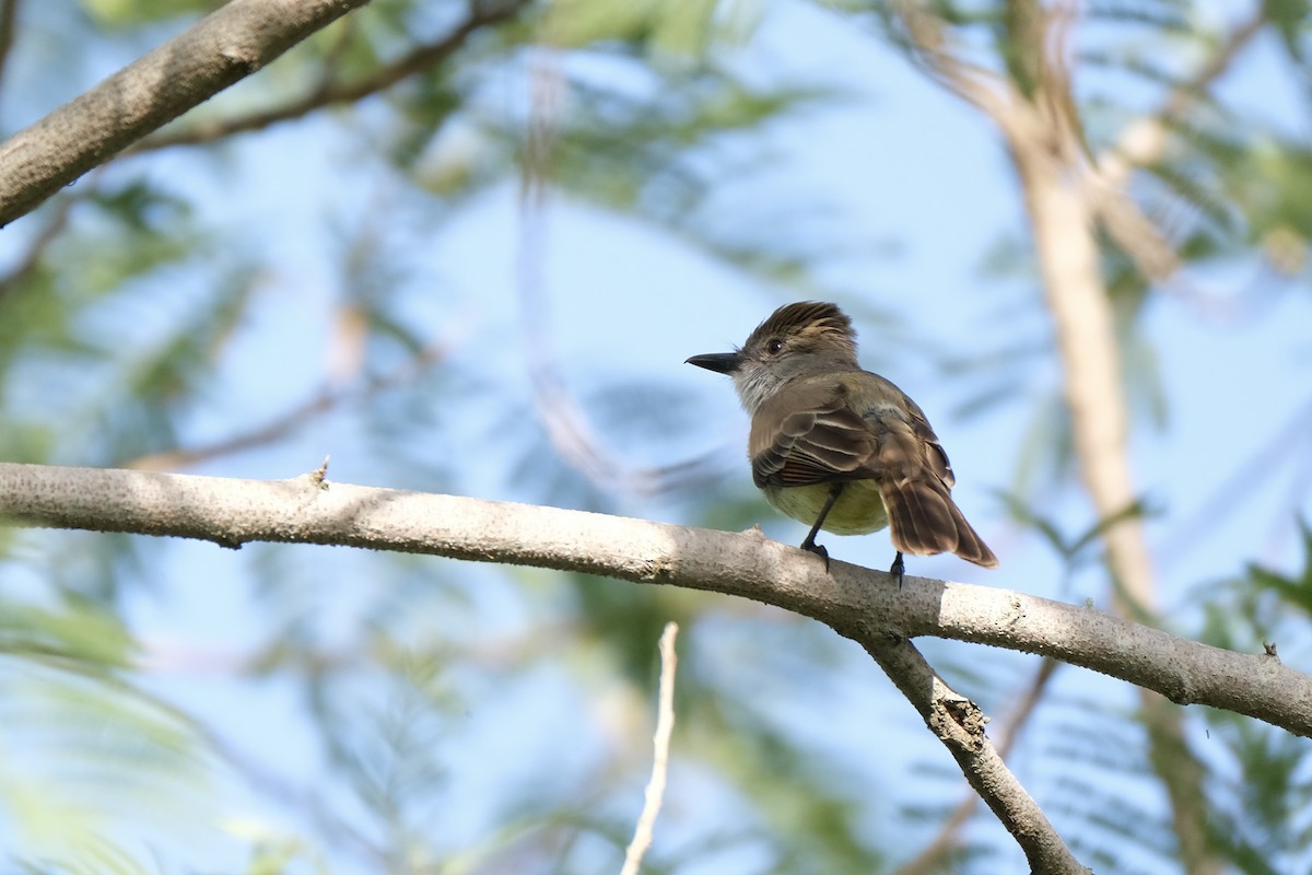 Brown-crested Flycatcher - ML638387454
