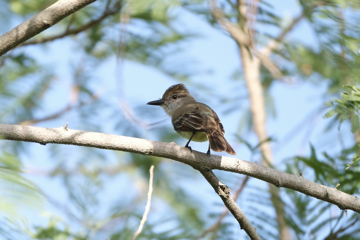 Brown-crested Flycatcher - ML638387455