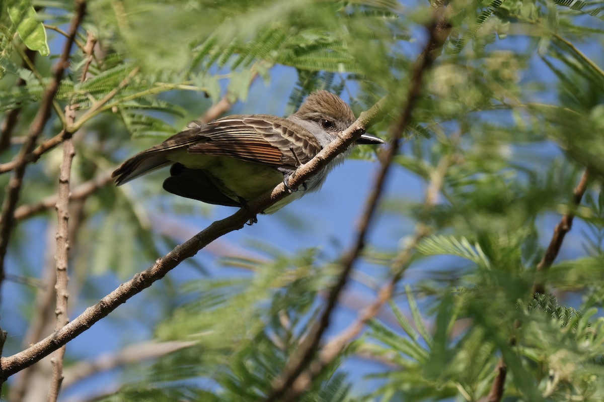 Brown-crested Flycatcher - ML638387459