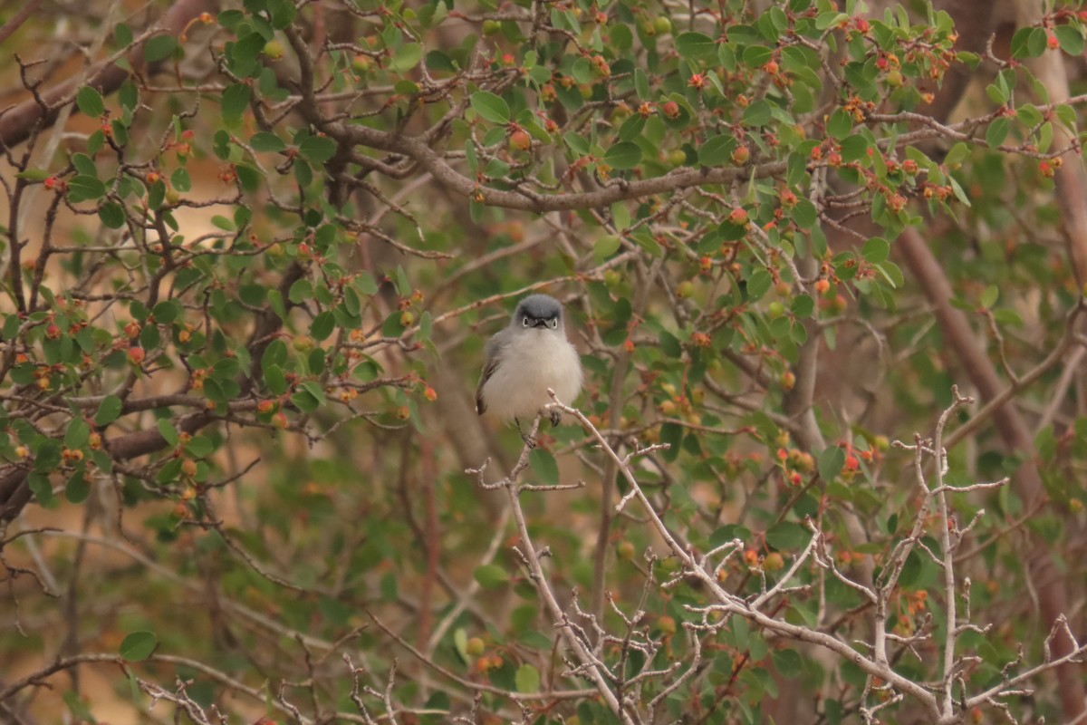 Blue-gray Gnatcatcher - ML638387469