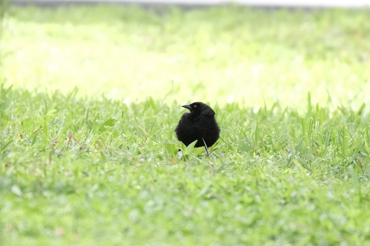Bronzed Cowbird - ML638387476
