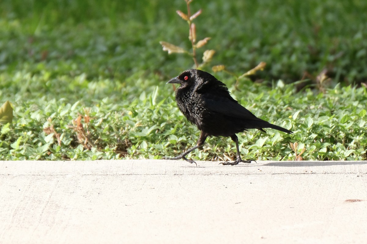 Bronzed Cowbird - ML638387477