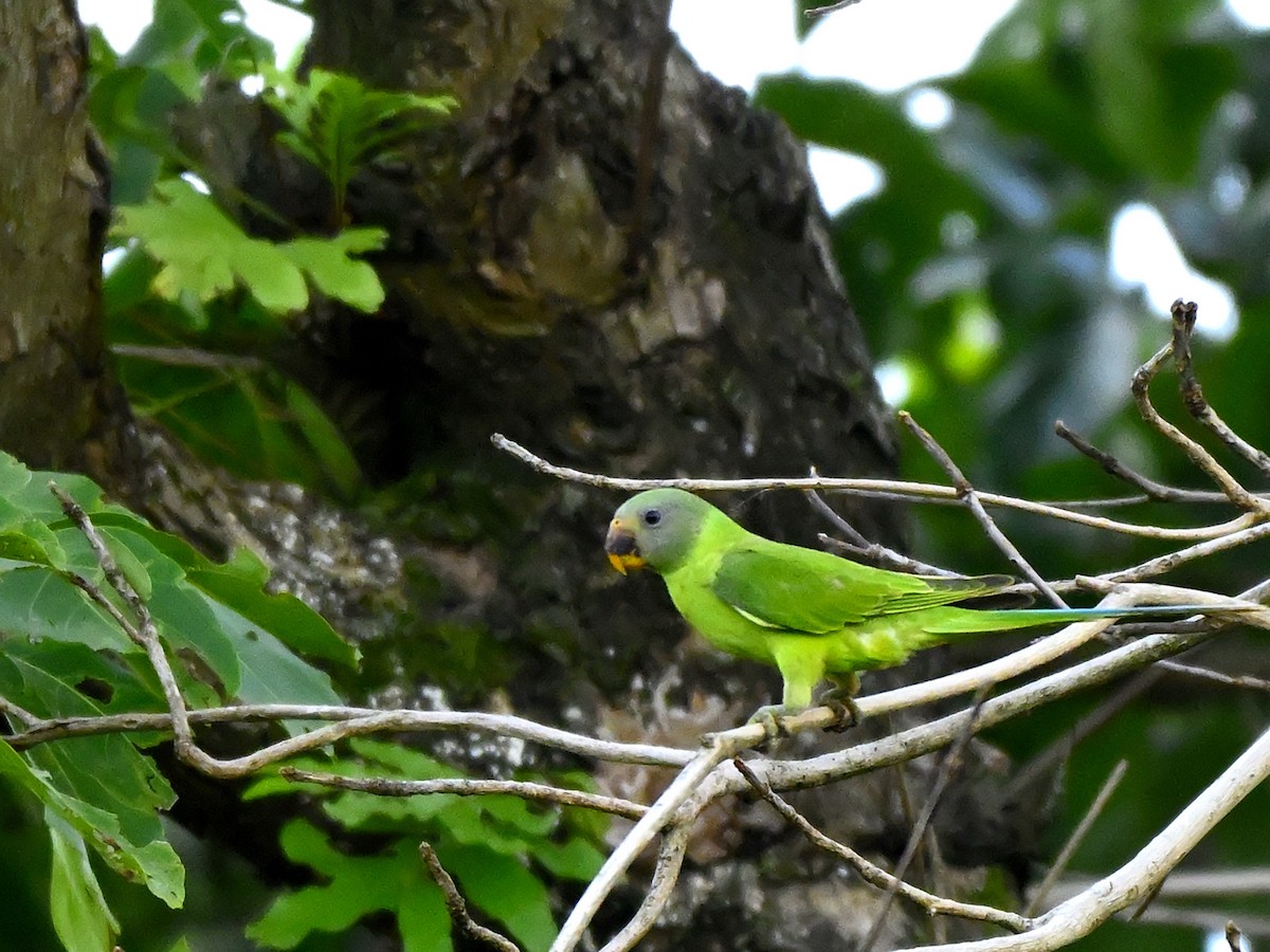 Blossom-headed Parakeet - ML638387484
