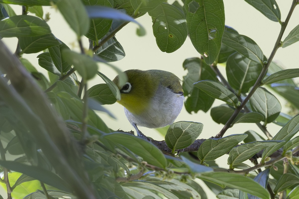 Swinhoe's White-eye - ML638387491