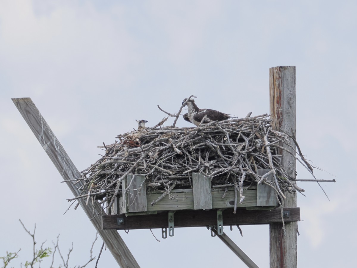 Osprey - ML638387502