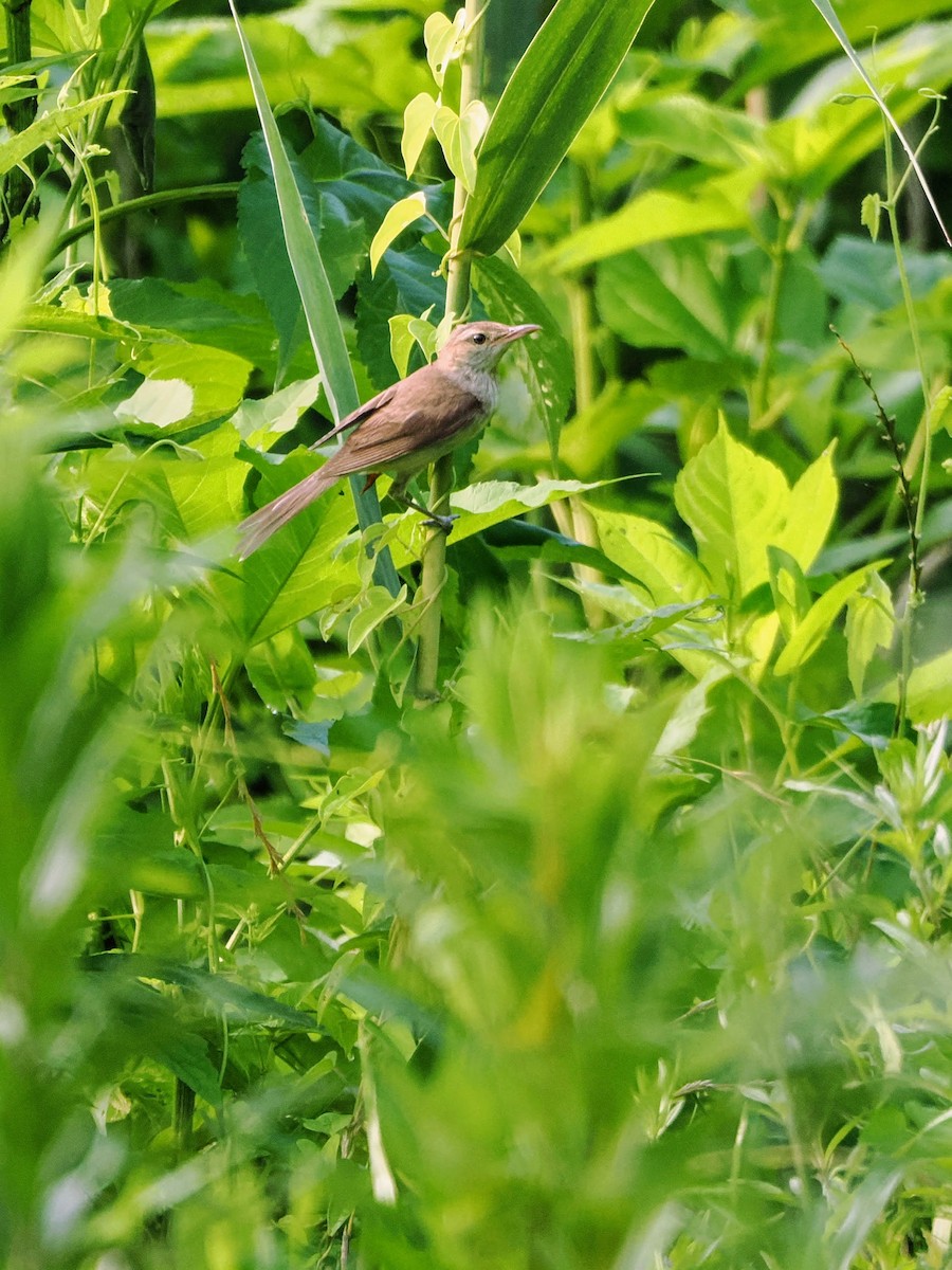 Oriental Reed Warbler - ML638387508