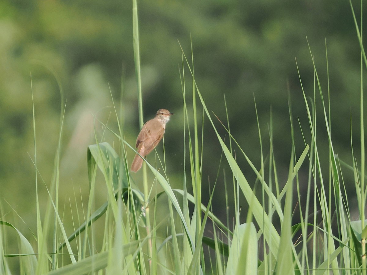 Oriental Reed Warbler - ML638387509