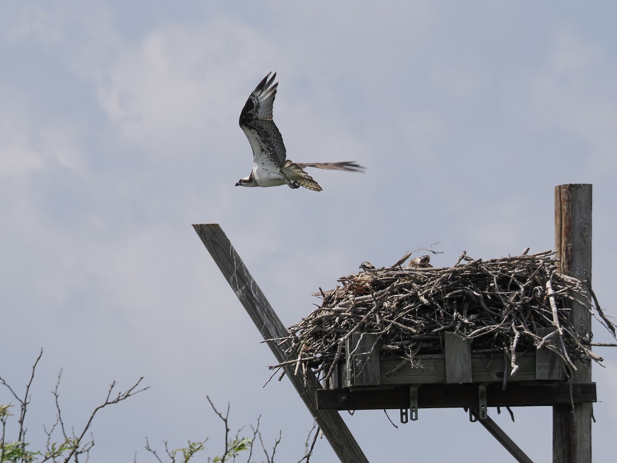 Osprey - ML638387518