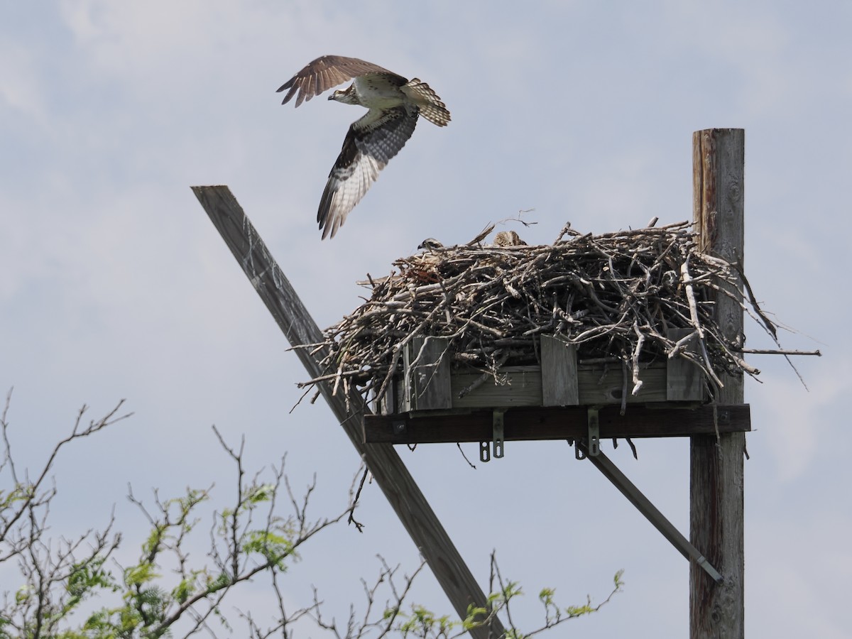 Osprey - ML638387519