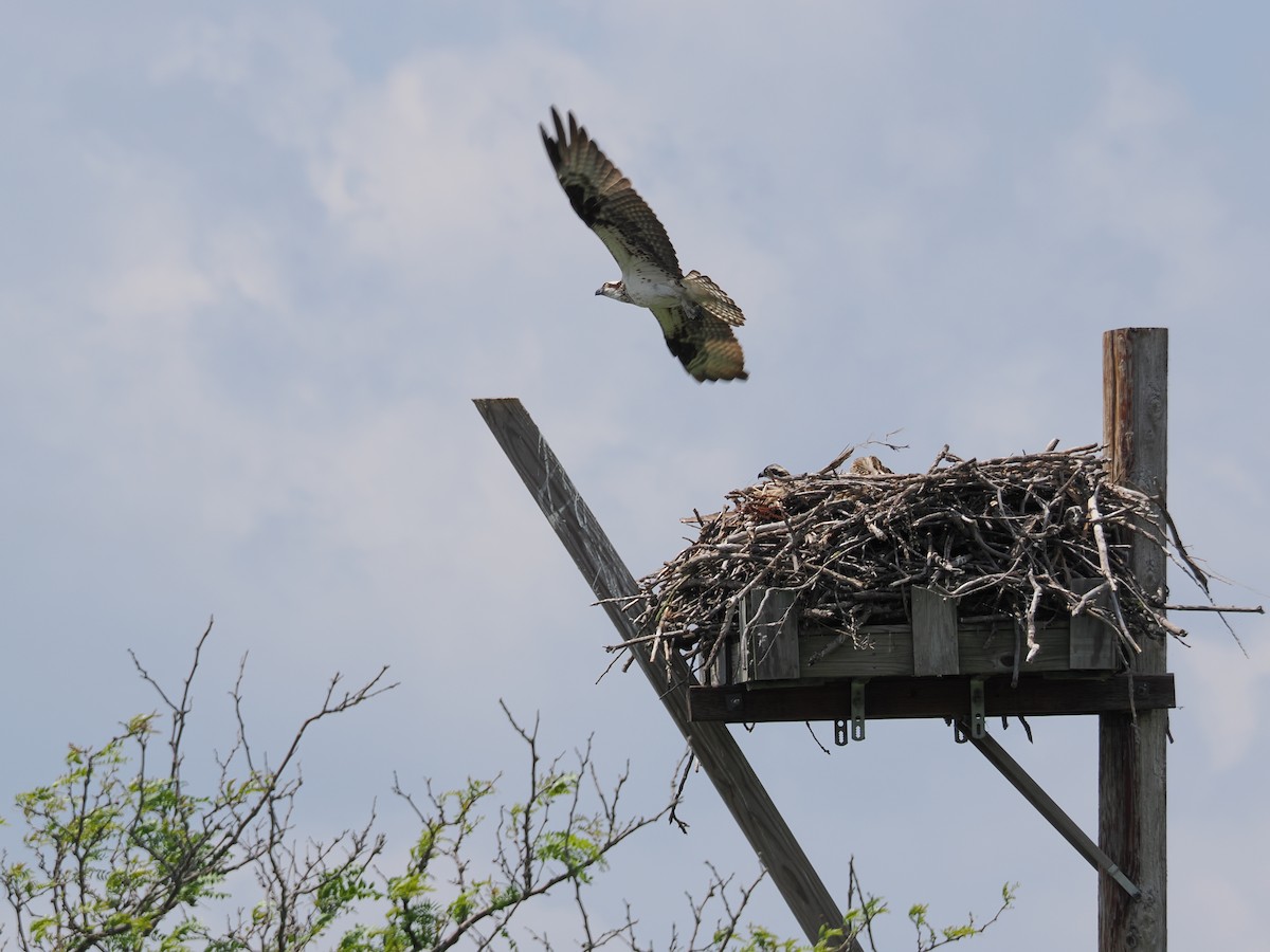 Osprey - ML638387520