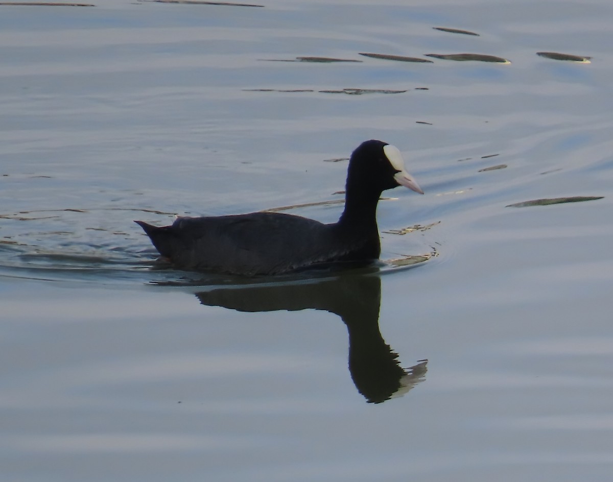 Eurasian Coot - ML638387525
