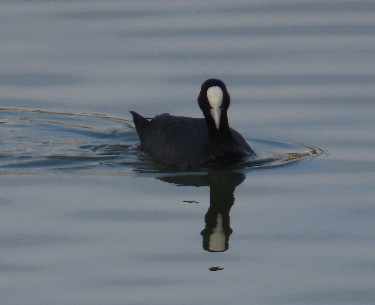 Eurasian Coot - ML638387526