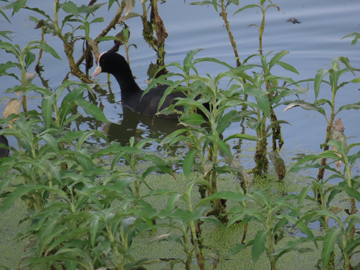 Eurasian Coot - ML638387527
