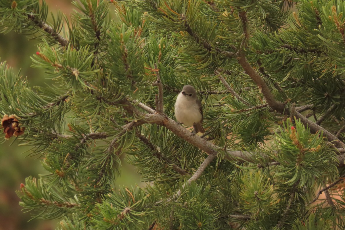 Gray Vireo - ML638387541