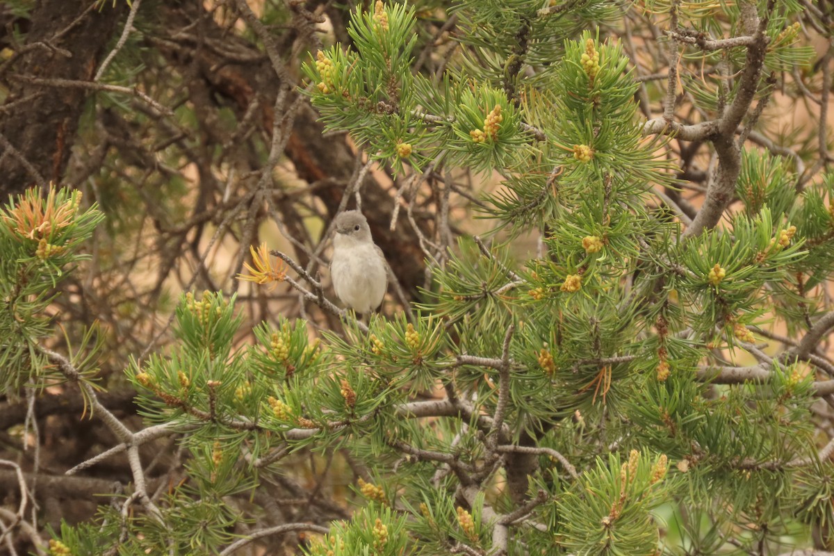 Gray Vireo - ML638387542