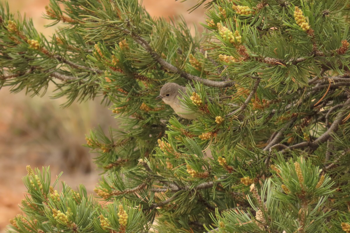 Gray Vireo - ML638387543