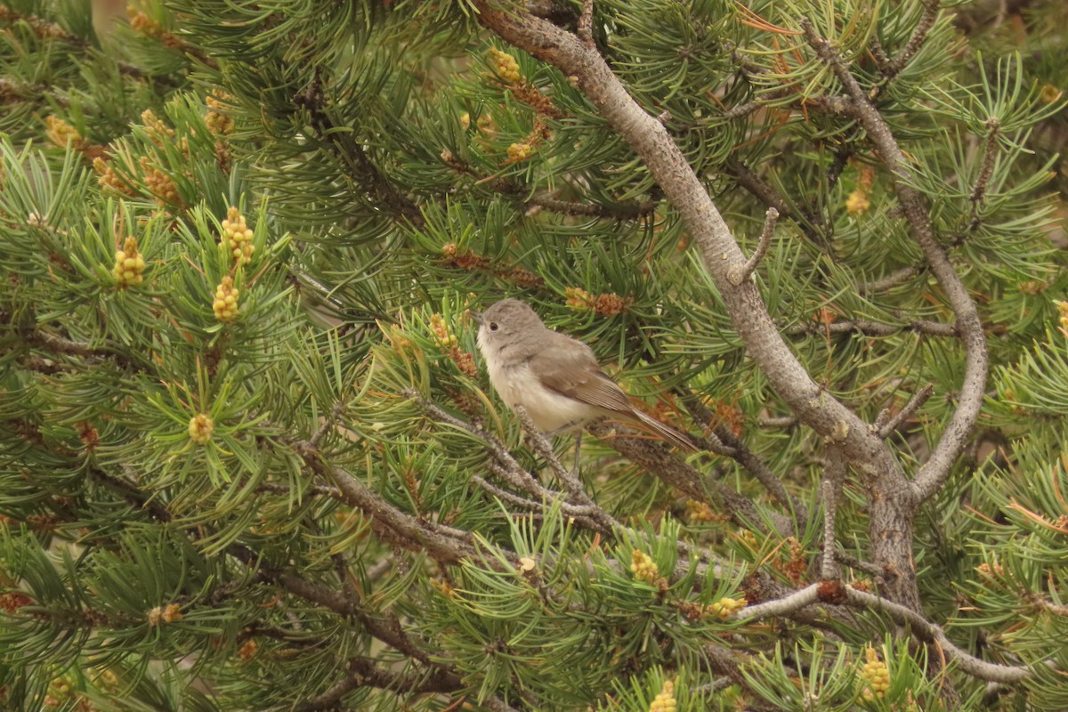 Gray Vireo - ML638387545