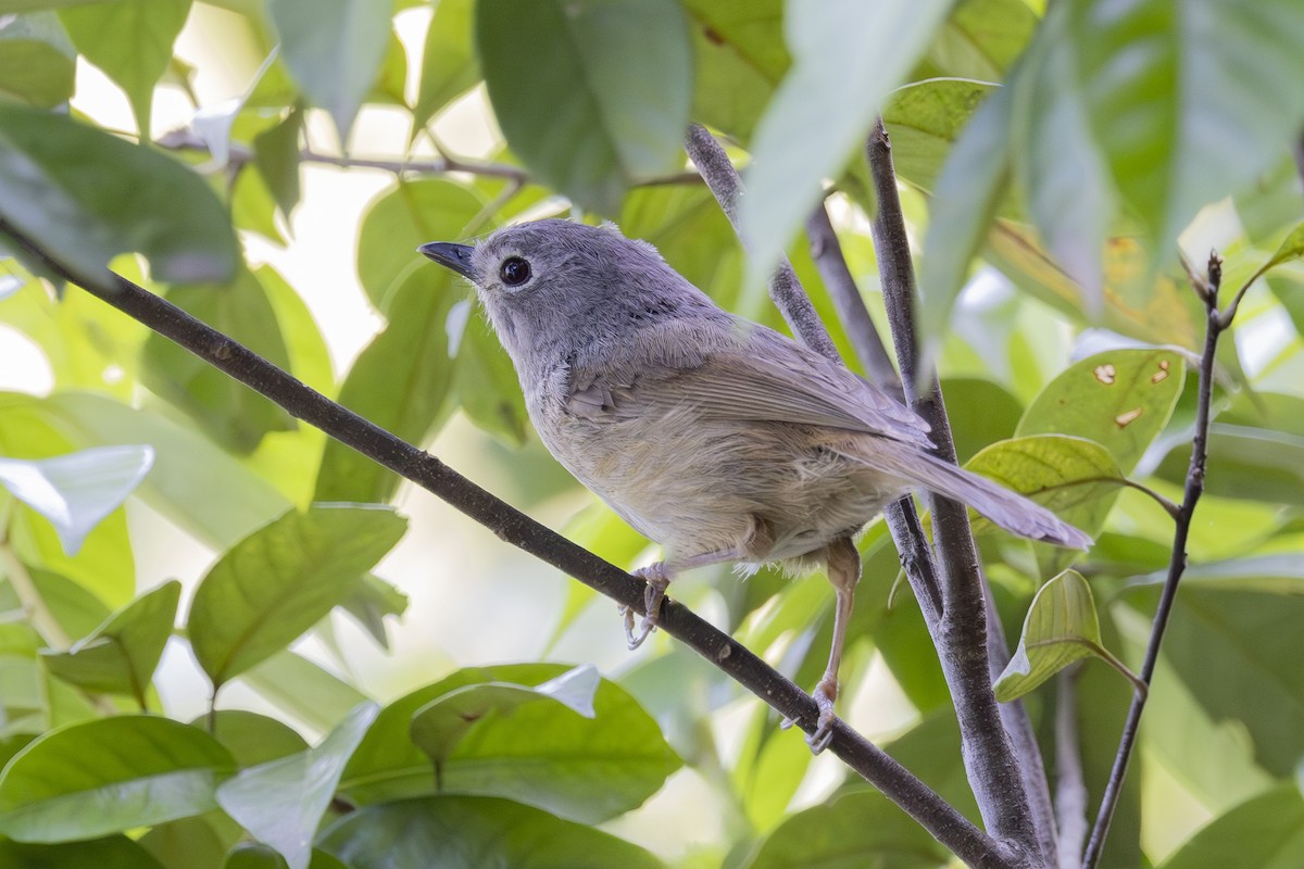 Huet's Fulvetta - ML638387557