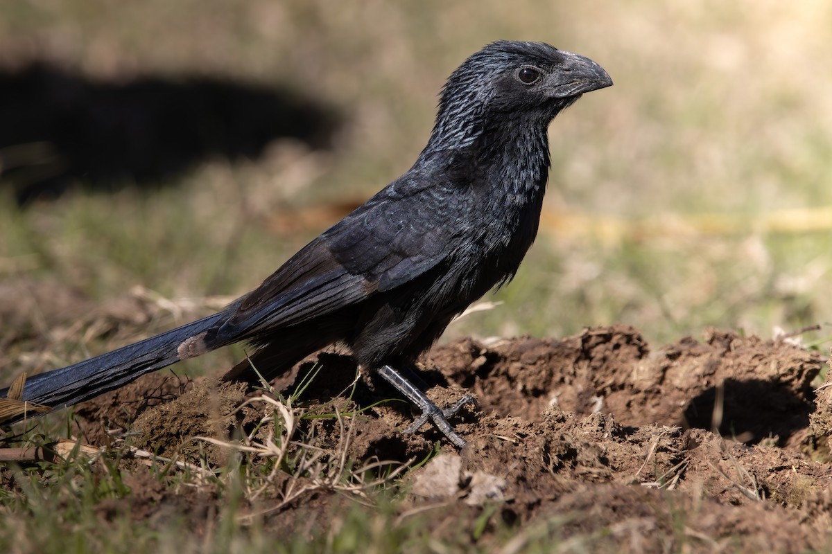 Oluk Gagalı Ani - ML638387563