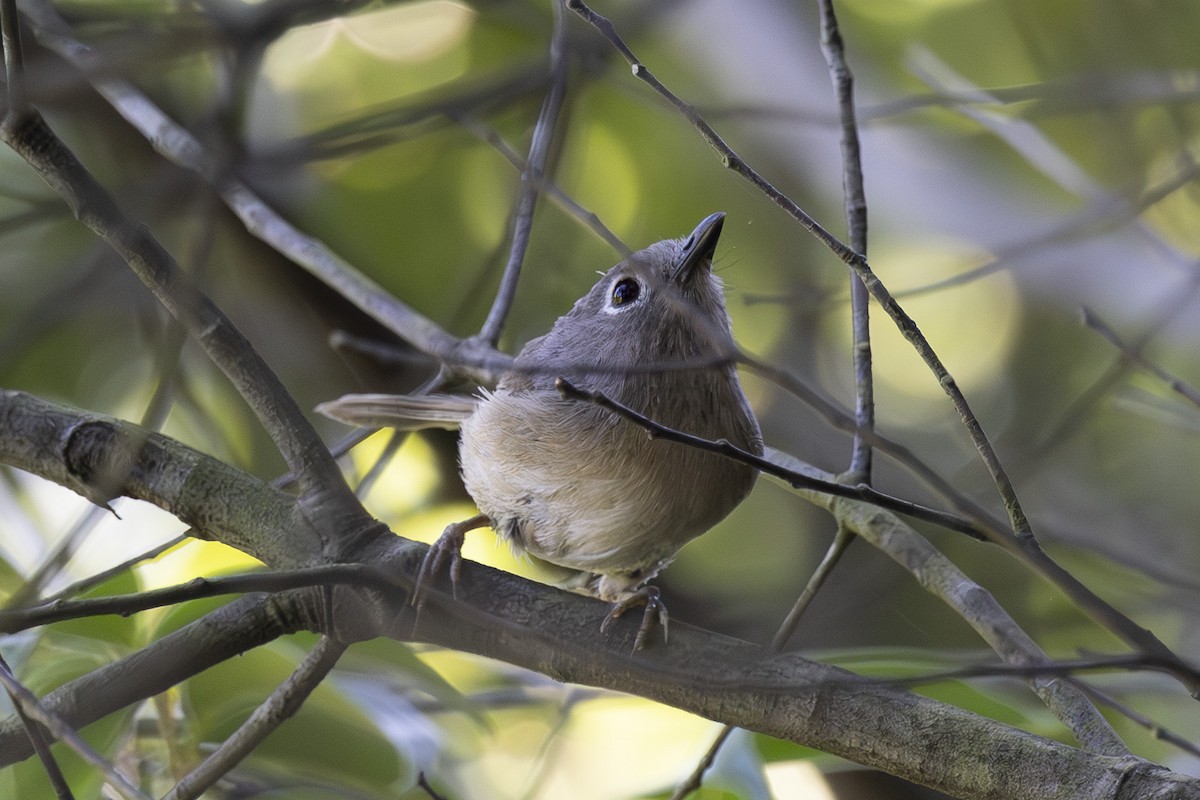 Huet's Fulvetta - ML638387564