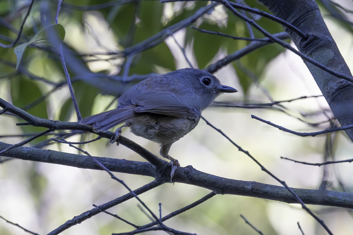 Huet's Fulvetta - ML638387566